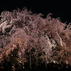 六義園枝垂桜２