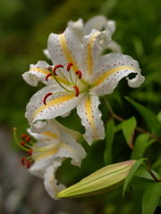 花の名前は分かりませんが