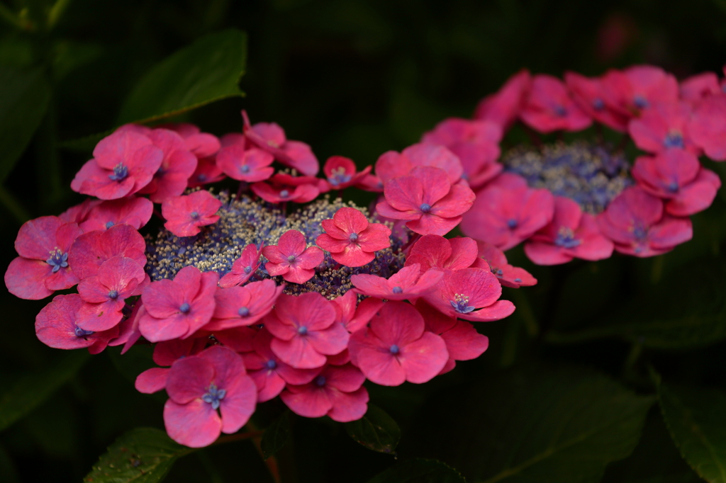 高幡不動金剛寺の紫陽花９