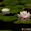 睡蓮花