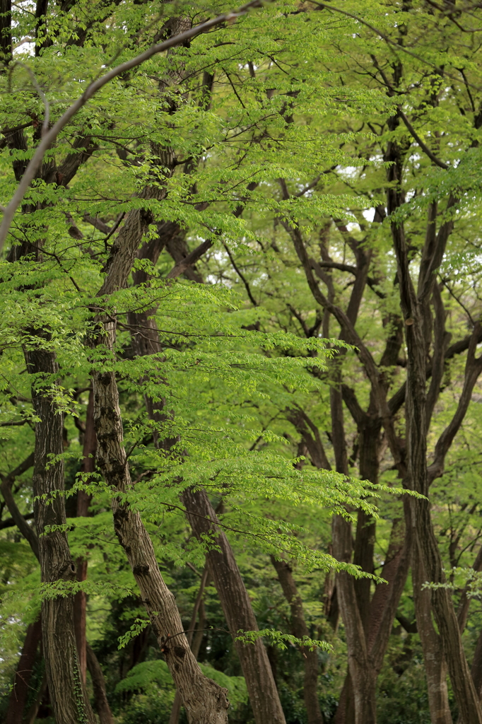公園散歩４