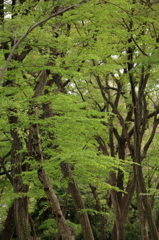 公園散歩４
