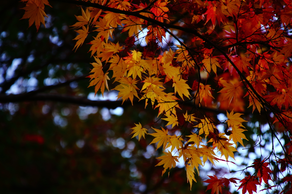 紅葉になりきれない黄葉