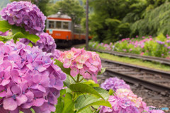 紫陽花電車