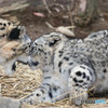 ユキヒョウ　フク④