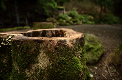 苔と切株