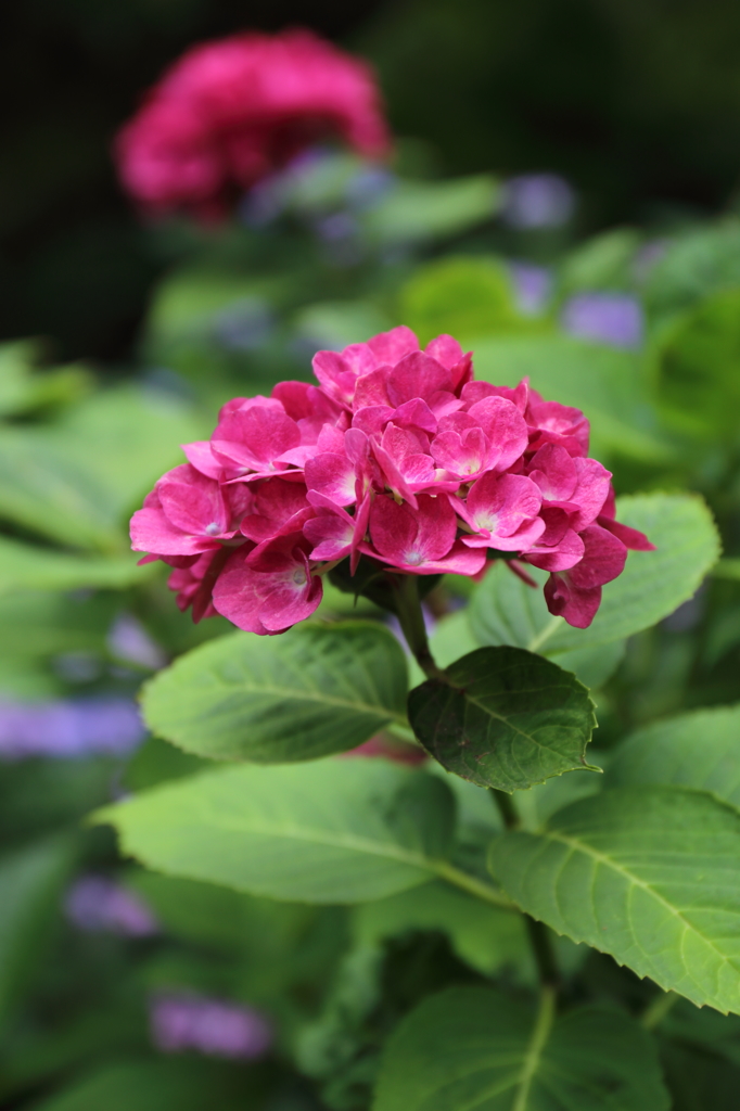 高幡不動金剛寺の紫陽花３