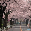 穴場な桜並木