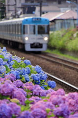 紫陽花と井の頭線１