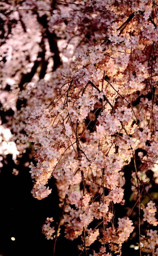 六義園枝垂桜３