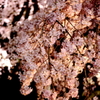 六義園枝垂桜３