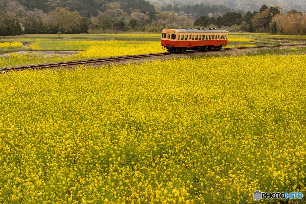 菜の花畑と小湊鉄道①