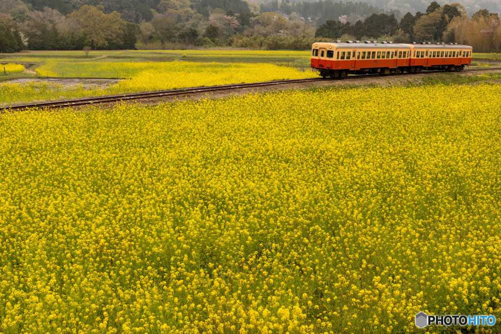 菜の花畑と小湊鉄道②