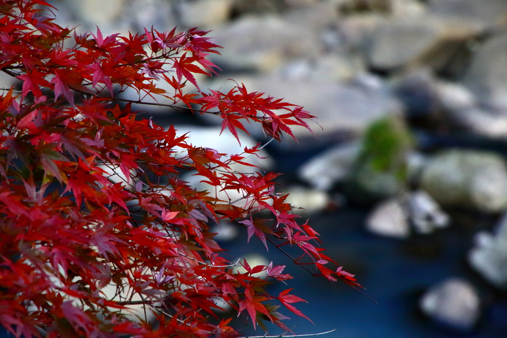 紅葉と渓流