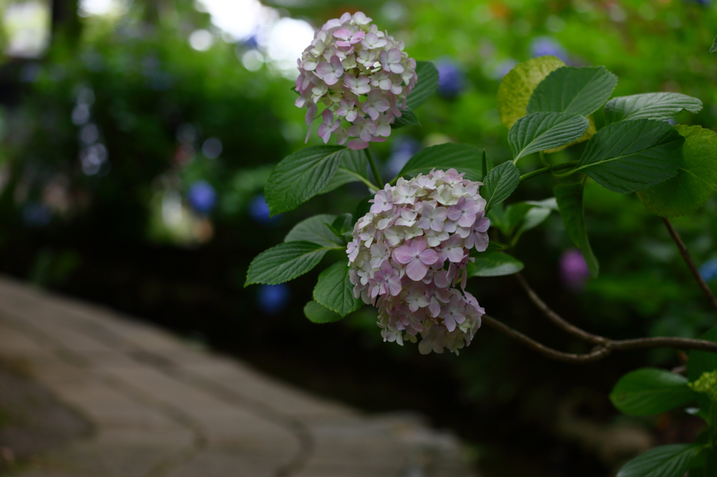 高幡不動金剛寺の紫陽花８