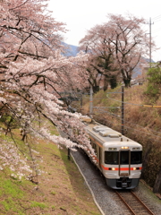 桜並木を行く御殿場線313系１