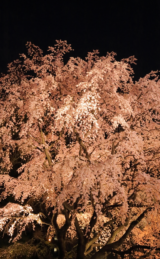 六義園枝垂桜１