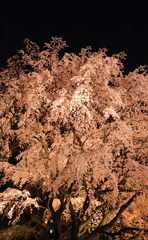 六義園枝垂桜１