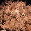 六義園枝垂桜１