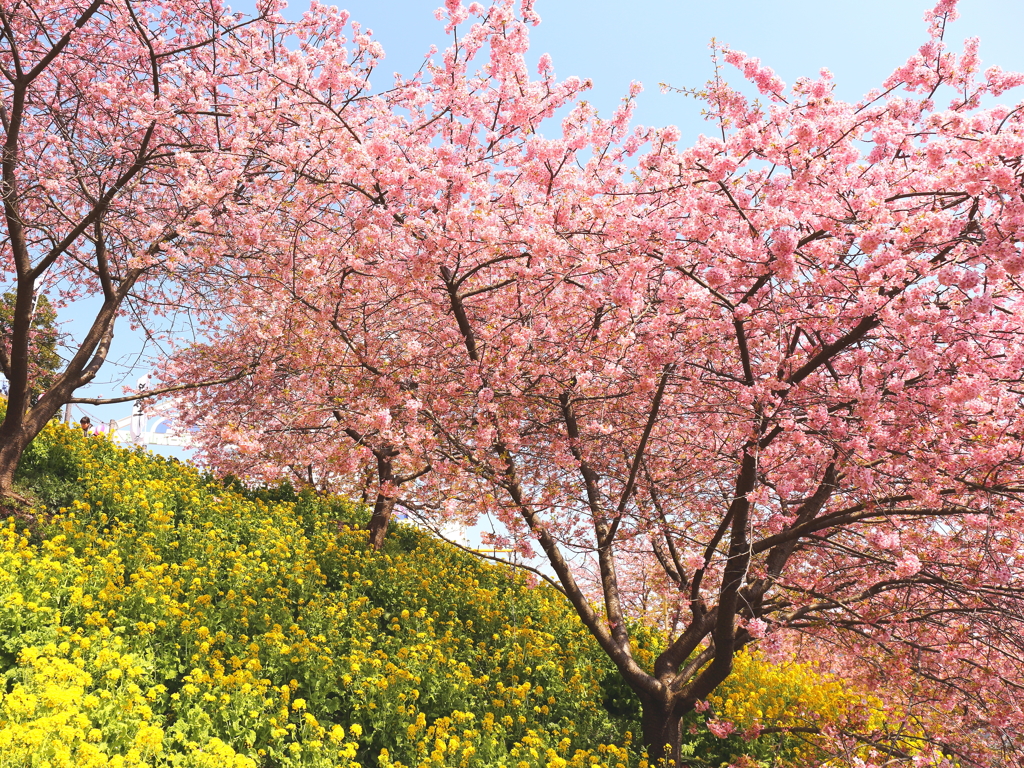 桜＆菜の花