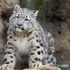 ユキヒョウ　フク②