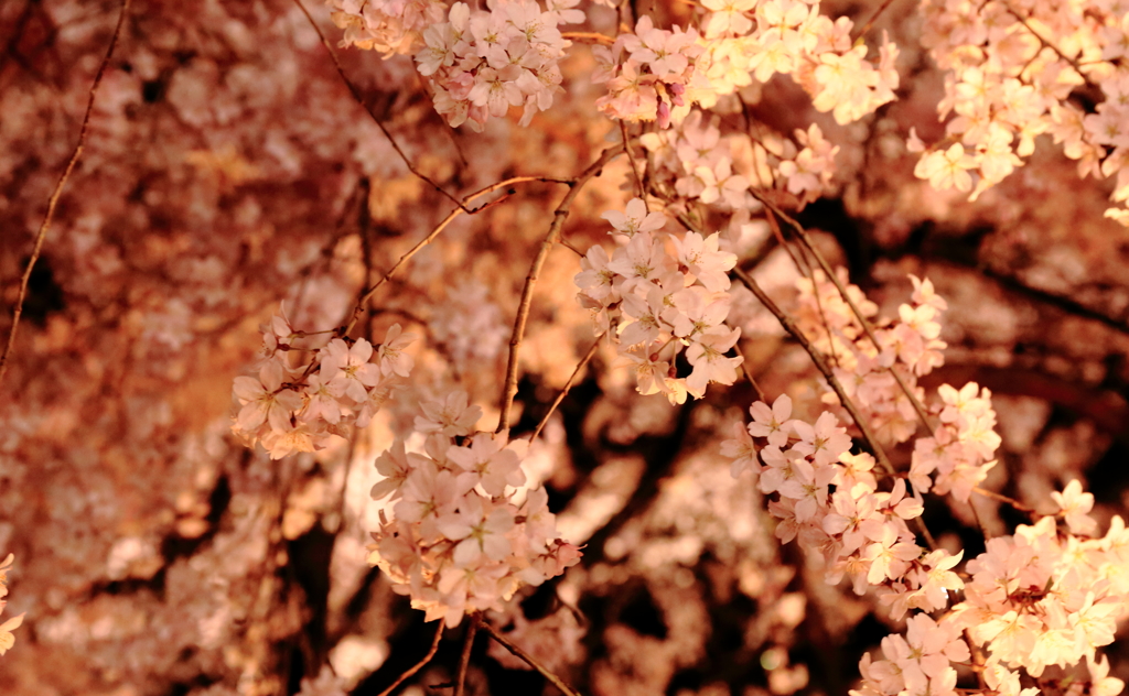 六義園枝垂桜４