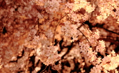 六義園枝垂桜４