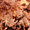 六義園枝垂桜４