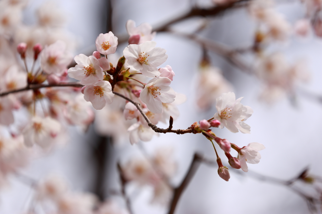 山北桜まつり１