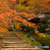 晩秋の紅葉谷公園
