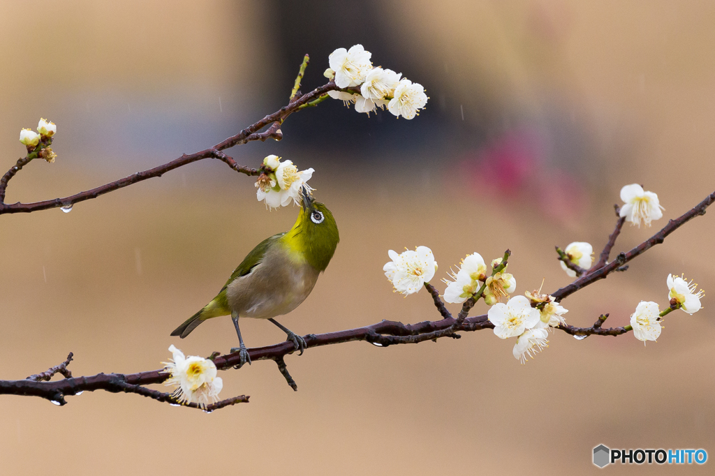 ウメジロ亜種ひねり技