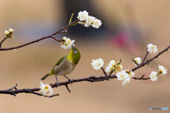 ウメジロ亜種ひねり技