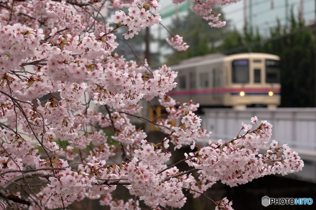 京桜線