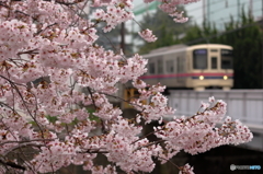 京桜線