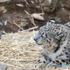 ユキヒョウ　フク⑤