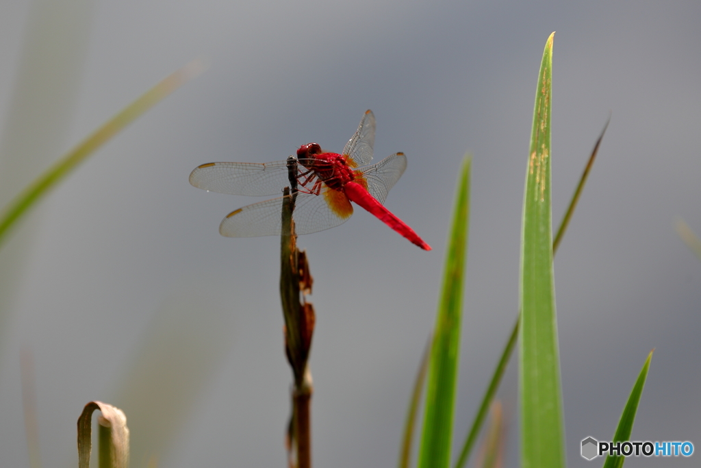 dragonfly_2
