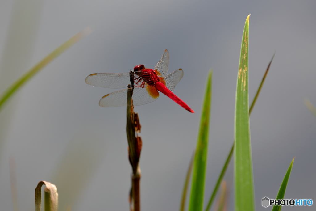 dragonfly_2