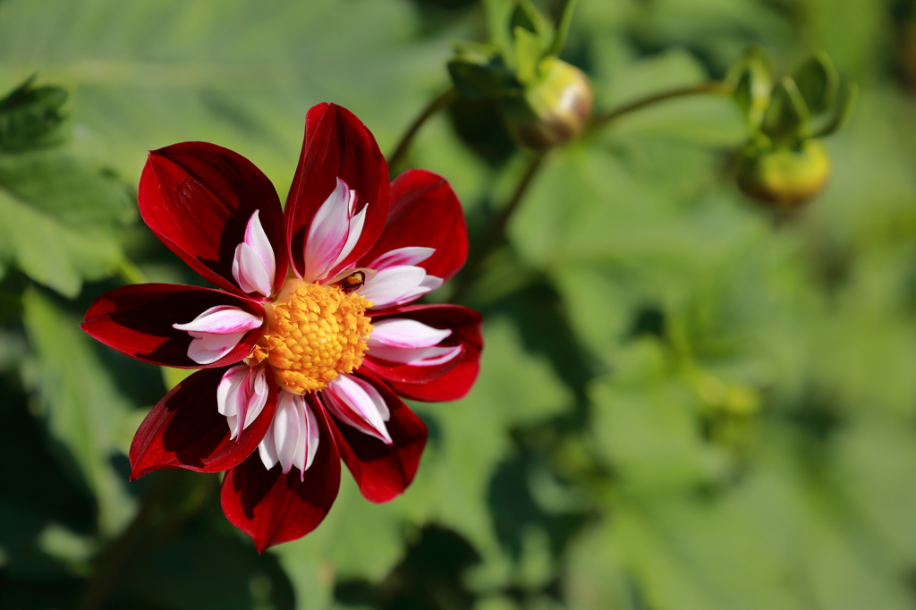 花を撮る練習５
