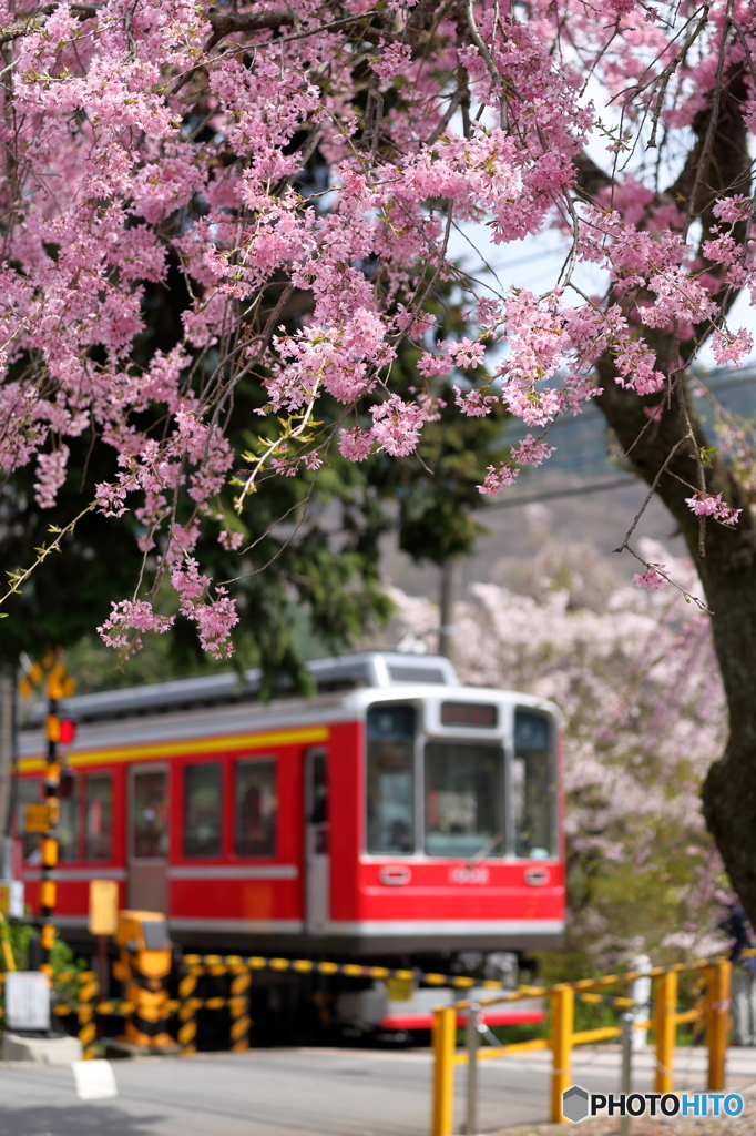 箱根登山の春４