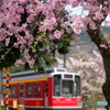 箱根登山の春４