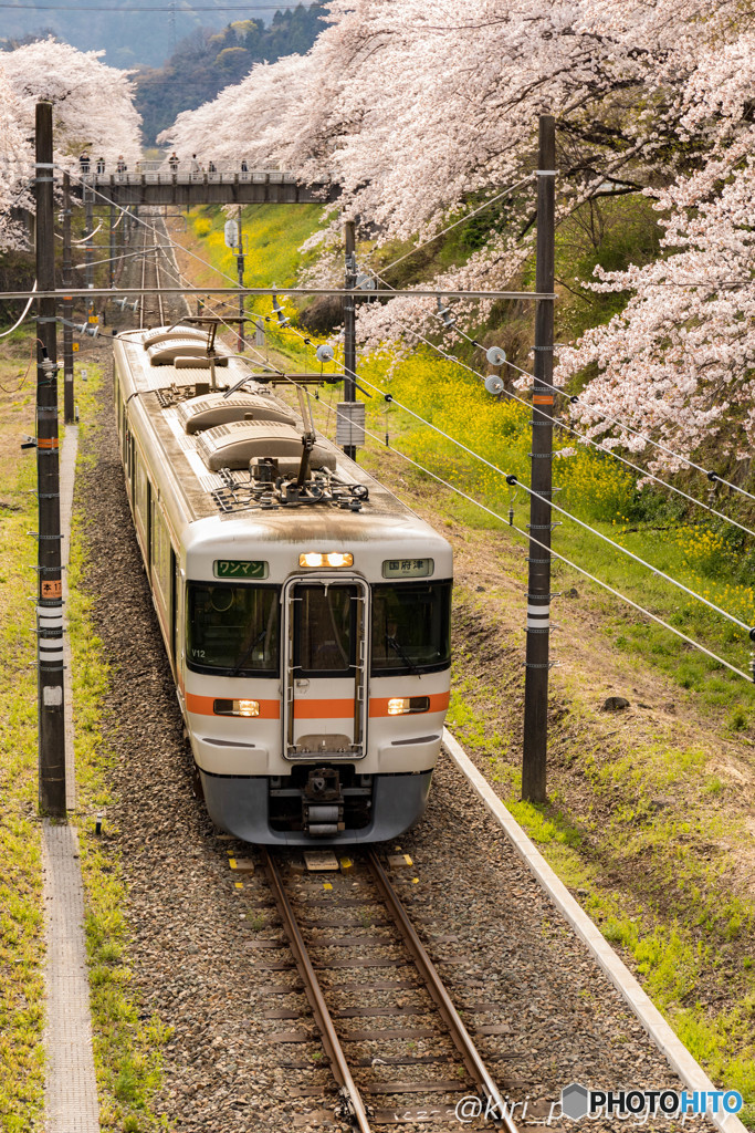 桜トンネルと御殿場線⑥