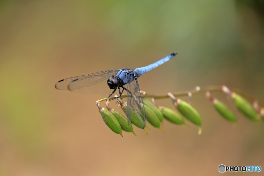 dragonfly_1