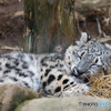 ユキヒョウ　フク①