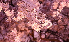 六義園枝垂桜５