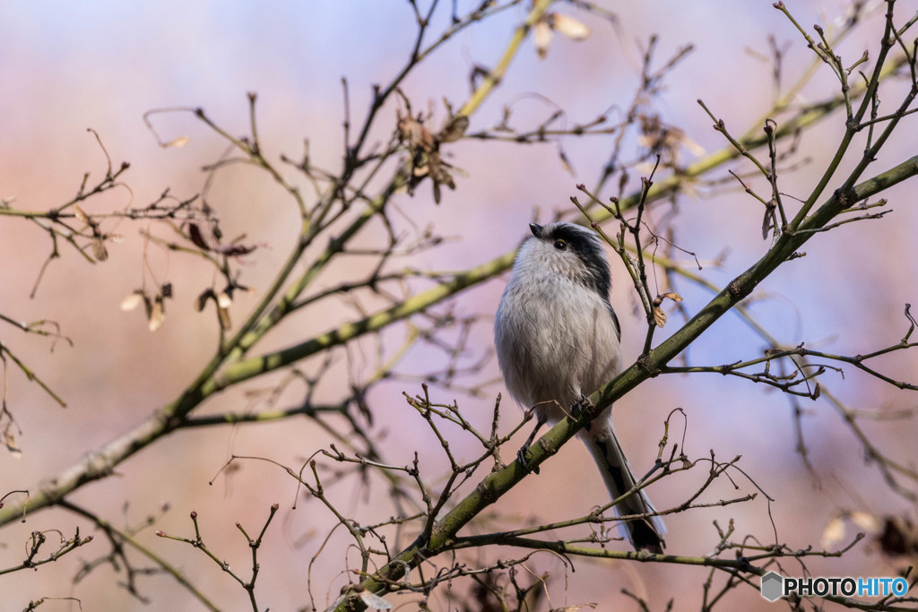 野鳥撮り②