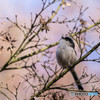 野鳥撮り②