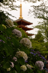 高幡不動金剛寺の紫陽花４