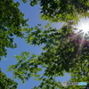 林の隙間から