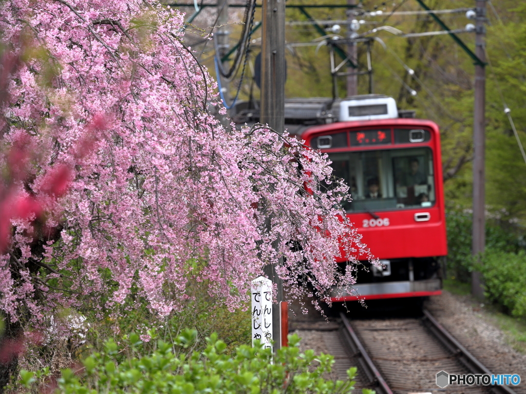 箱根登山の春３