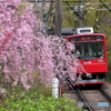 箱根登山の春３